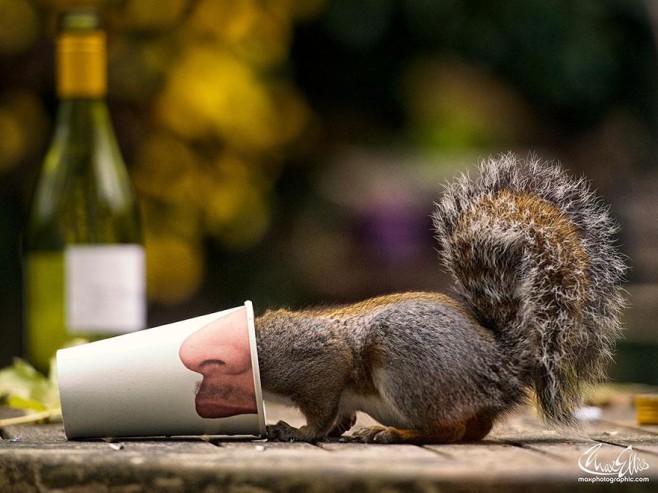 Squirrel-Warhol-by-Max-Ellis3
