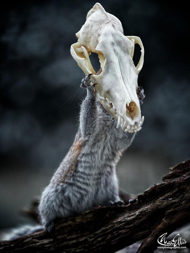 Squirrel-Warhol-by-Max-Ellis4