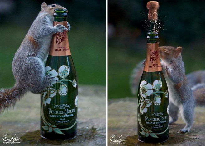 Squirrel-Warhol-by-Max-Ellis5