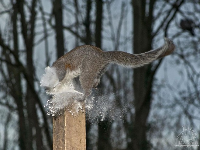 Squirrel-Warhol-by-Max-Ellis6