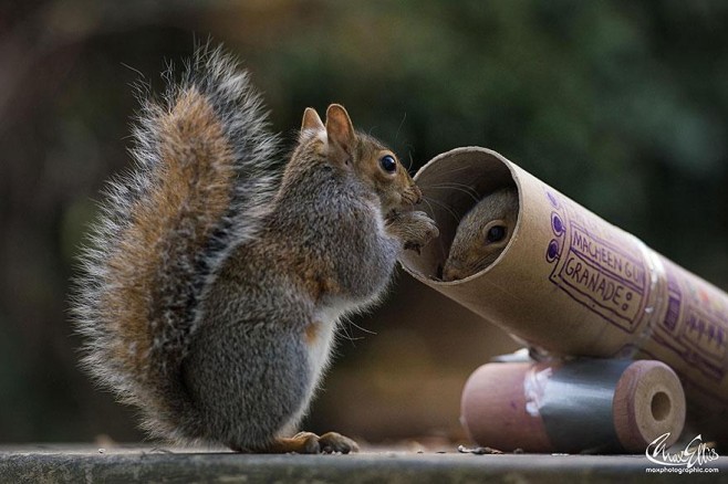 Squirrel-Warhol-by-Max-Ellis7