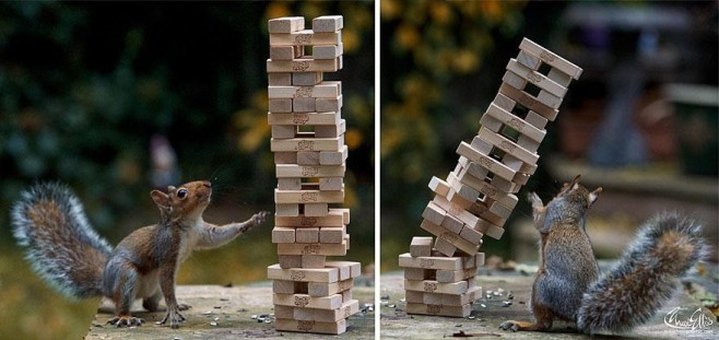 Squirrel-Warhol-by-Max-Ellis8