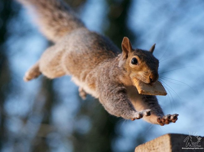Squirrel-Warhol-by-Max-Ellis9