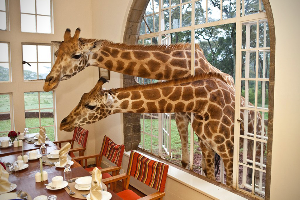 Giraffe-Manor-In-Nairobi-Kenya-1