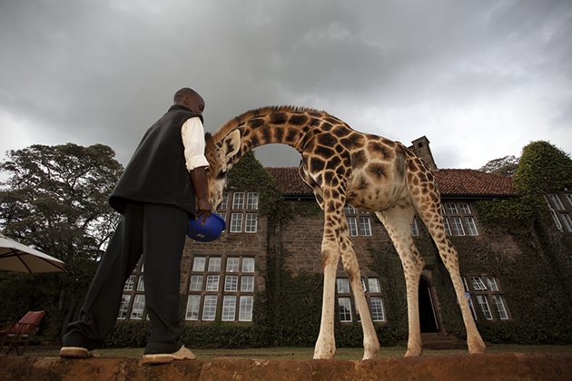 Giraffe-Manor-In-Nairobi-Kenya-7