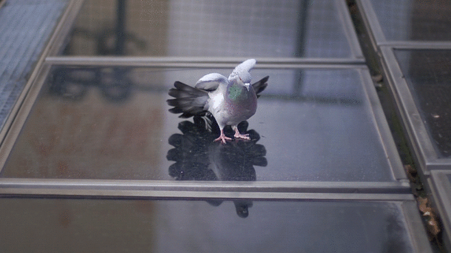 Saatchi-Action-Micael-Reynaud