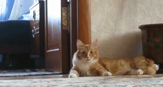 anigif_enhanced-14361-1398108790-11