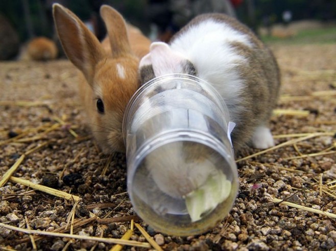 cute-bunnies-rabbit-island-okunoshima-10__880