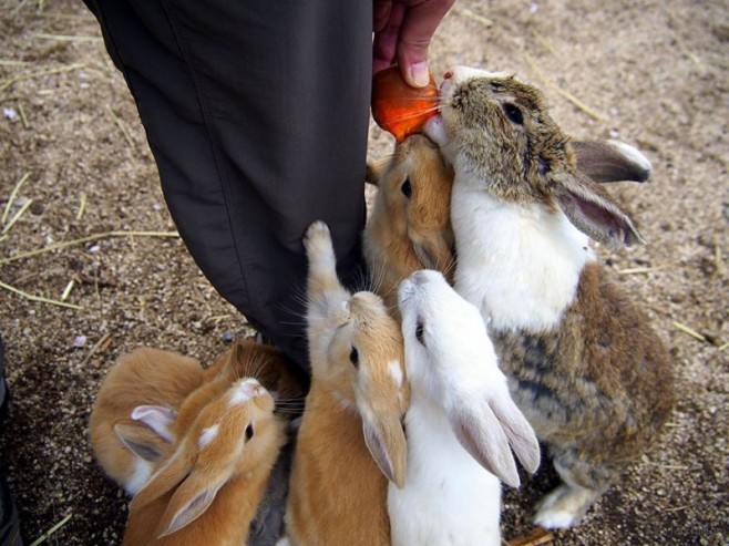 cute-bunnies-rabbit-island-okunoshima-11__880