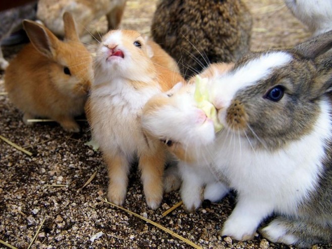 cute-bunnies-rabbit-island-okunoshima-1__880