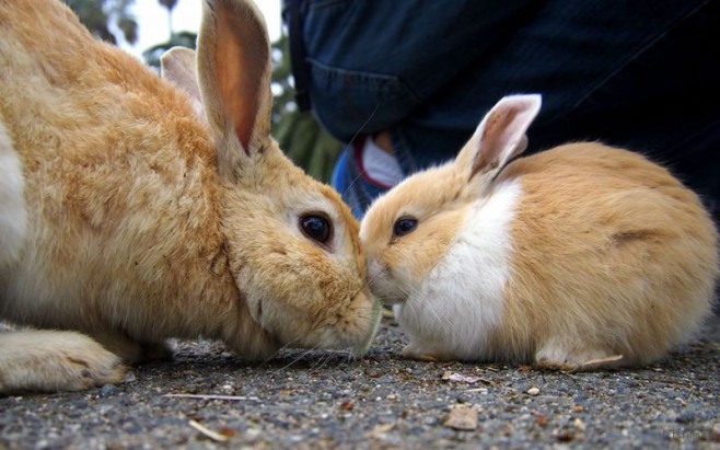cute-bunnies-rabbit-island-okunoshima-2__880
