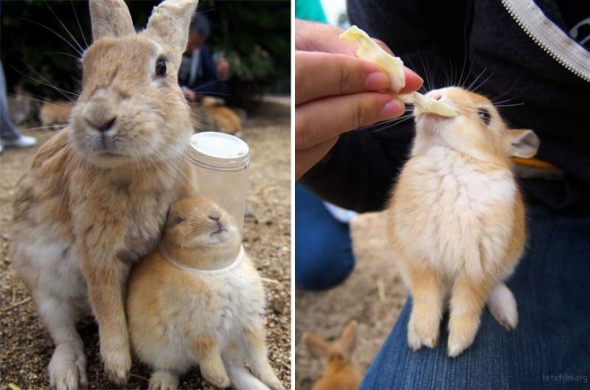 cute-bunnies-rabbit-island-okunoshima-4__880