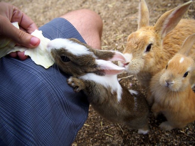 cute-bunnies-rabbit-island-okunoshima-5__880