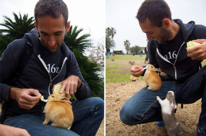cute-bunnies-rabbit-island-okunoshima-6__880