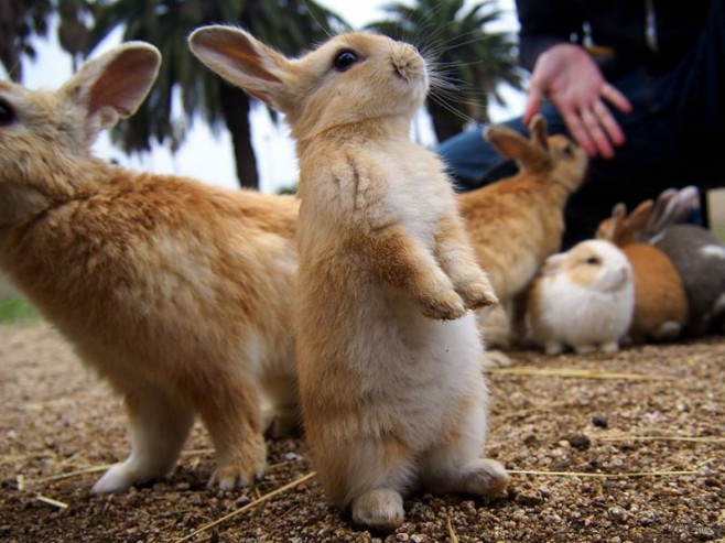 cute-bunnies-rabbit-island-okunoshima-7__880