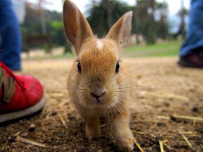 cute-bunnies-rabbit-island-okunoshima-9__880