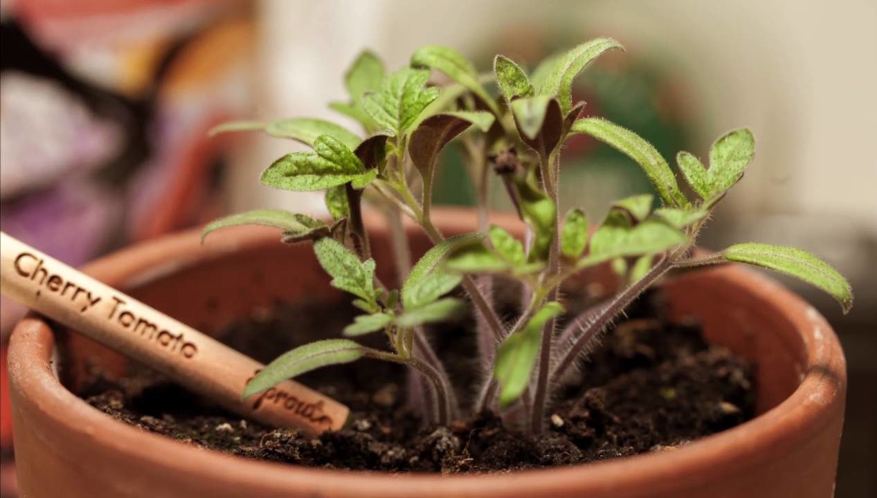 鉛筆的末端藏有3顆植物種子，所以在使用完後，就能「廢物利用」長出植栽