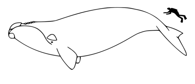 686px-Right_whale_size.svg_