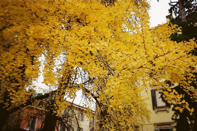 Verona-Helen-05