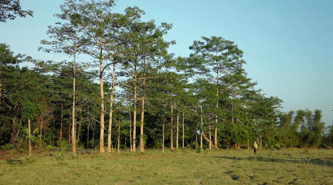 forest-1