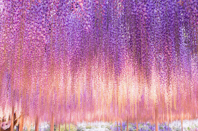 oldest-wisteria-tree-ashikaga-japan-3