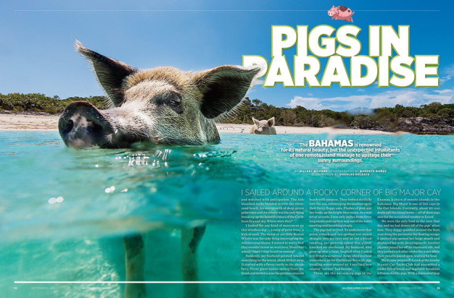 pig001