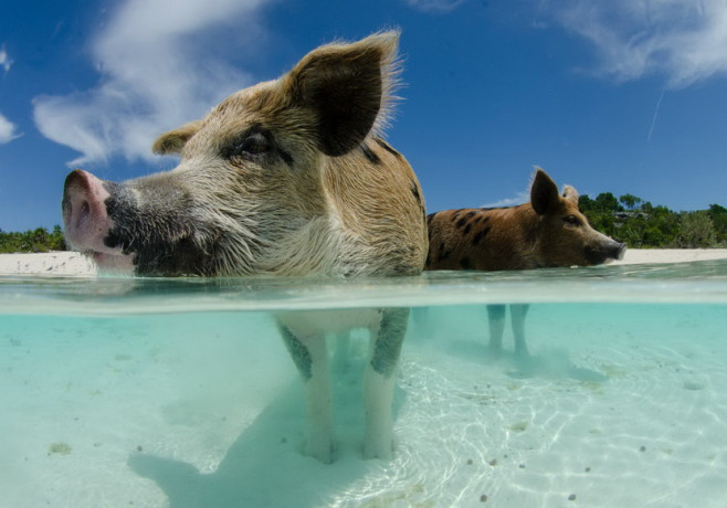 pig02