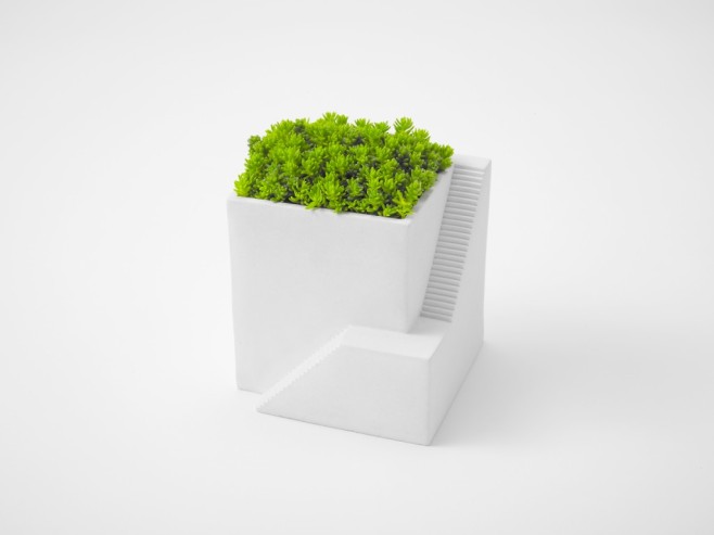sedum-1024x768