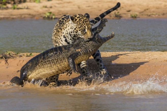 wildlife02
