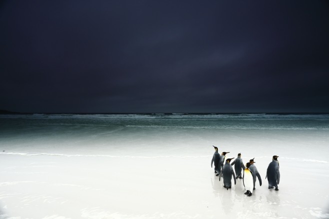 wildlife03