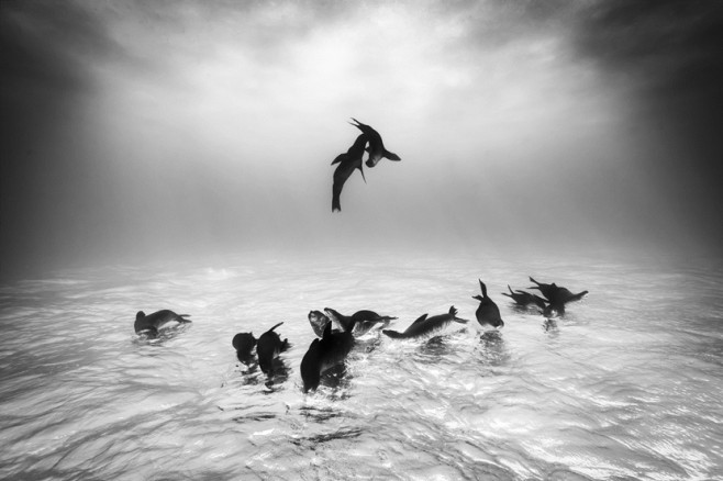 wildlife04