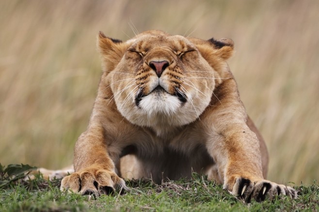 wildlife05