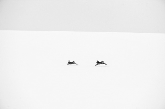 wildlife08