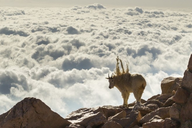 wildlife09