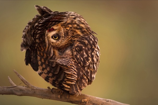 wildlife10