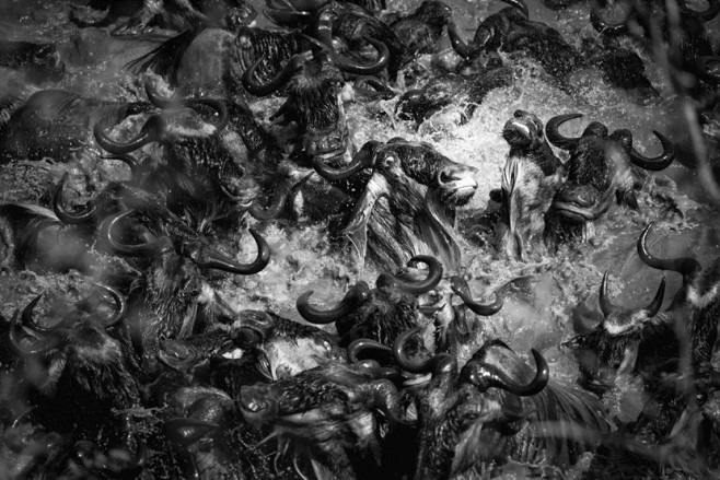 wildlife11