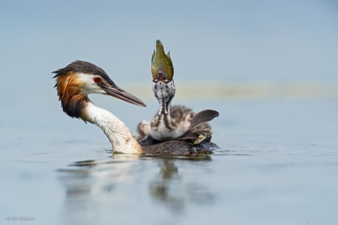 wildlife12
