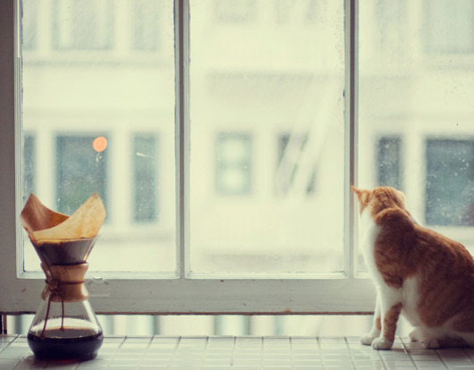 windowsill12