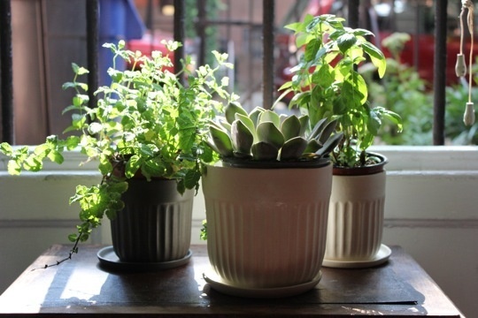 windowsill24