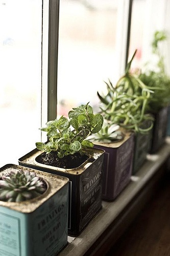 windowsill5