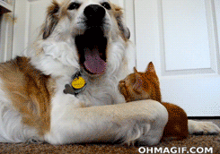 6-dog-yawning