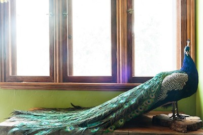 Erin-Wassons-Venice-home-15