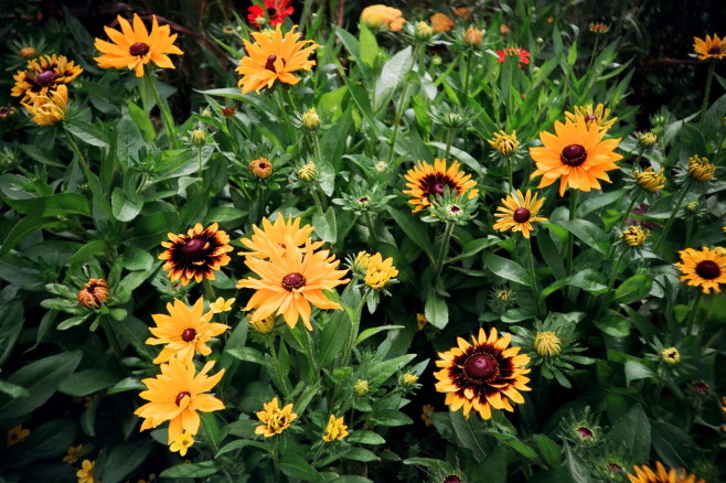 Flower-Helen-01