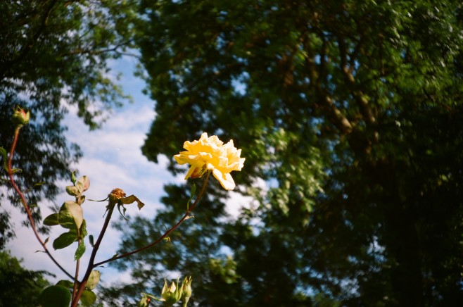 Flower-Helen-02