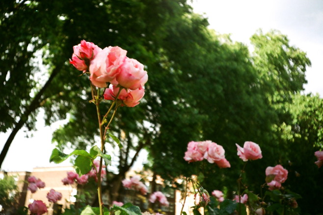 Flower-Helen-03