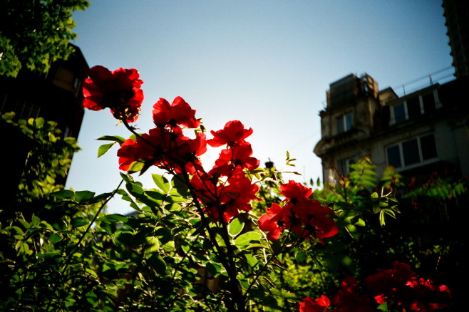 Flower-Helen-04