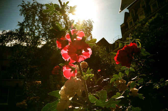 Flower-Helen-05