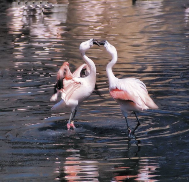 birdkiss2
