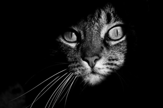 cat-830x550