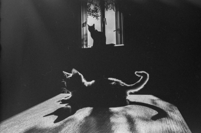 cat1-830x553